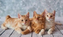 郑州爆料猫咪视频,网友直呼“治愈系”